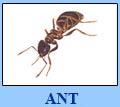 Chiangmai Pest - Pest Bugs Extermination Service Phuket Thailand