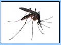 Chiangmai Pest - Pest Bugs Extermination Service Phuket Thailand