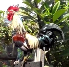 Phuket Orchid Farm LAUGHING CHICKEN from Indonesia