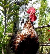 LAUGHING CHICKEN from Indonesia