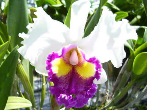 Phuket Orchid Farm Orchid Sales Exports Tours Mushrooms Phuket Thailand