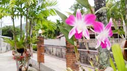 Relax Garden Bungalow - Bungalows Resort Karon Beach Phuket Thailand